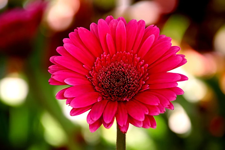 a close up of a pink flower on a stem, flickr, rasquache, daisy, beautiful flower, red flowers of different types, an ultra high definition