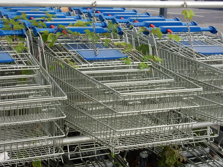 a bunch of shopping carts sitting next to each other, a photo, by Werner Gutzeit, flickr, renaissance, vines and blue foliage, plan, stock photo, [ [ hyperrealistic ] ]