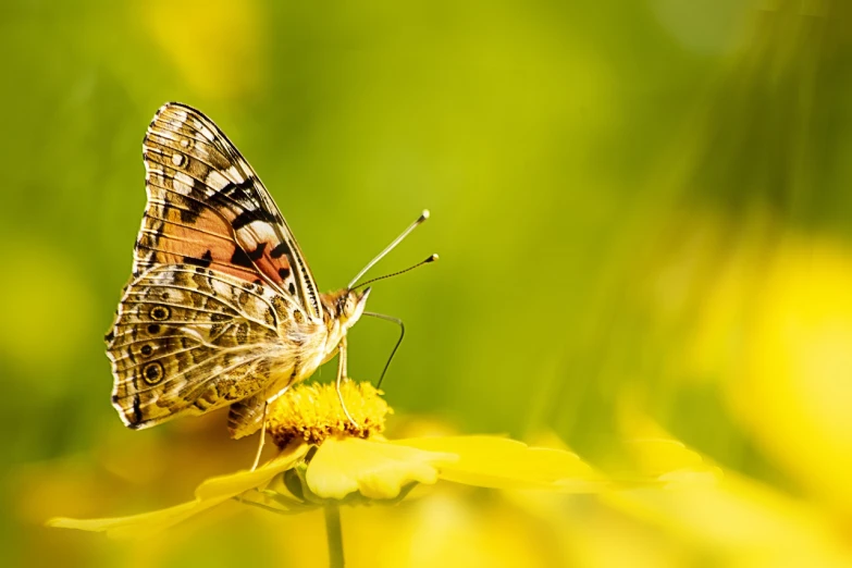 a butterfly sitting on top of a yellow flower, a macro photograph, shutterstock, romanticism, highly detailed product photo