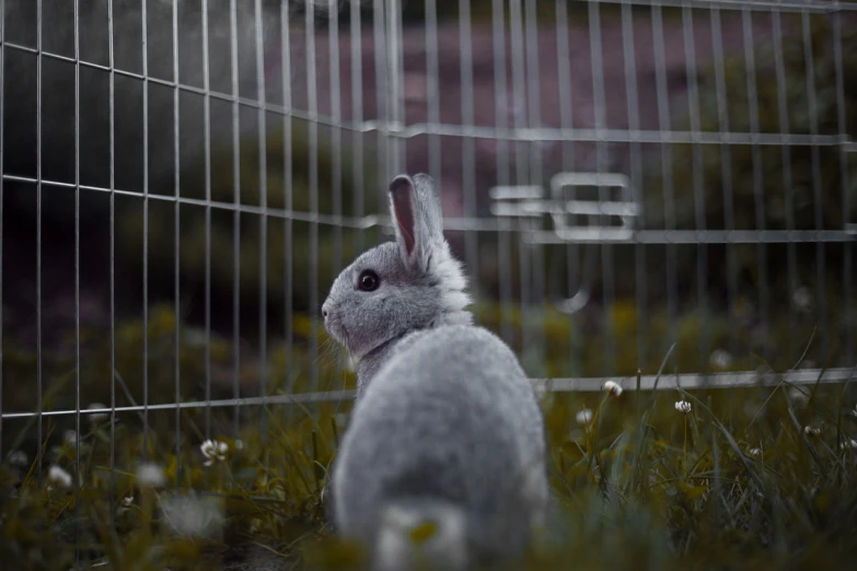 a rabbit that is sitting in the grass, a picture, unsplash, romanticism, cages, silver, karolina cummings, underexposed grey