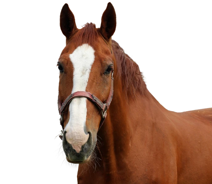 a close up of a horse wearing a bridle, a portrait, by Linda Sutton, pixabay, on black background, red brown and white color scheme, 👰 🏇 ❌ 🍃, stock photo