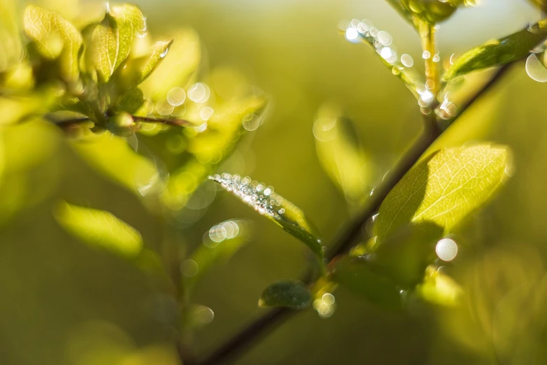 a close up of a plant with water droplets on it, by Thomas Häfner, shutterstock, nice spring afternoon lighting, with soft bushes, high details photo, at sunrise in springtime