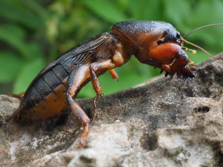 a close up of a bug on a rock, by Robert Brackman, hurufiyya, with claws, cocroach, glossy from rain, young female