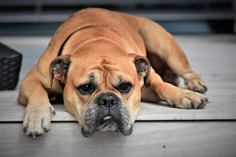 a large brown dog laying on top of a wooden floor, a portrait, by Niko Henrichon, pexels, grumpy [ old ], bulli, beefy, 40 years old women