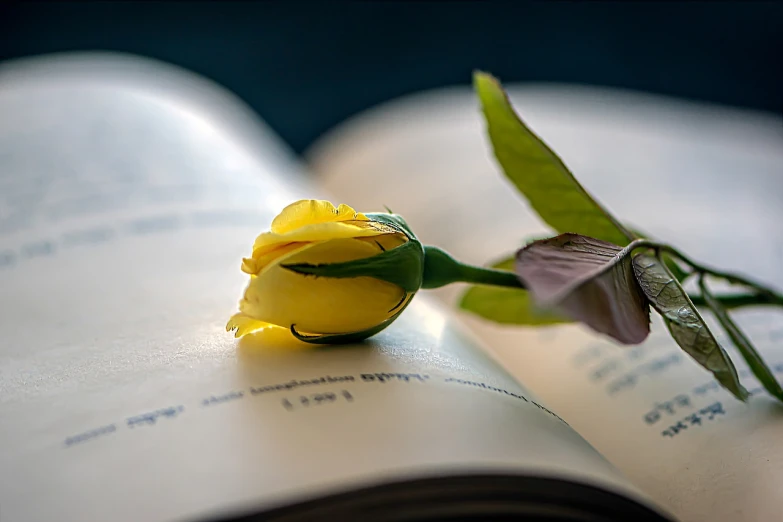 a yellow rose sitting on top of an open book, romanticism, shot on canon eos r 5, true love, close body shot, side-view