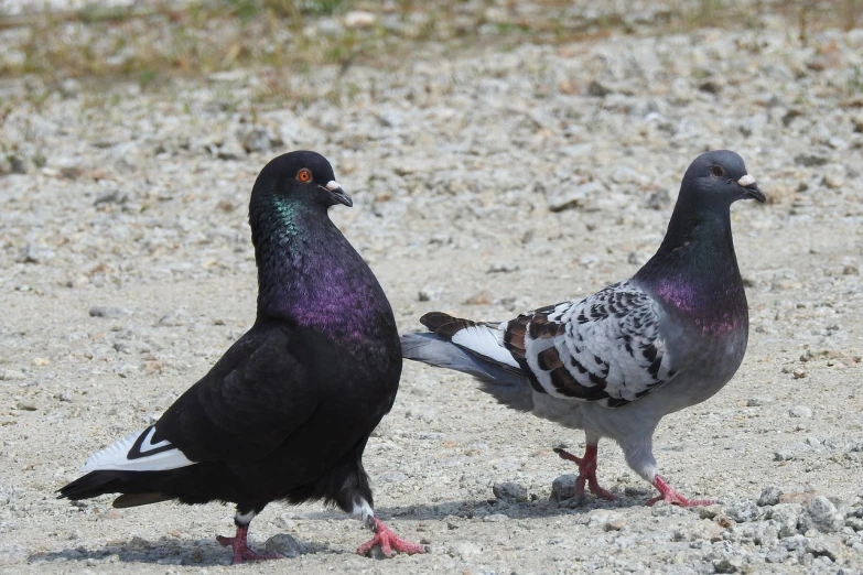 a couple of pigeons standing next to each other, flickr, figuration libre, purple. smooth shank, on the concrete ground, black and reddis, white male