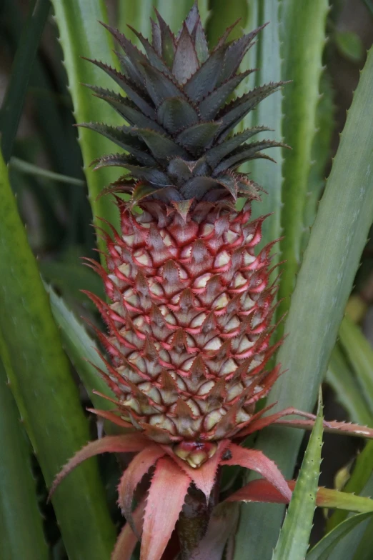 a close up of a pineapple on a plant, by Robert Brackman, hurufiyya, rhizomorphs, scarlet, moai seedling, closeup - view