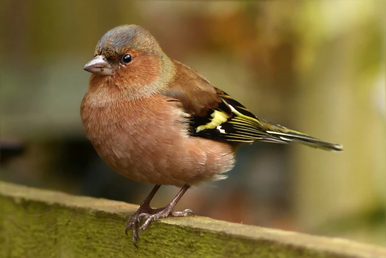 a small bird sitting on top of a wooden fence, by Dave Allsop, pixabay, baroque, pretty face!!, meaty, in muted colours, older male