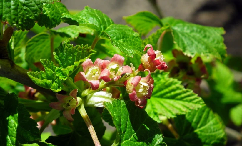a close up of a flower on a plant, by Susan Heidi, hurufiyya, raspberries, bells, warm spring, caravan
