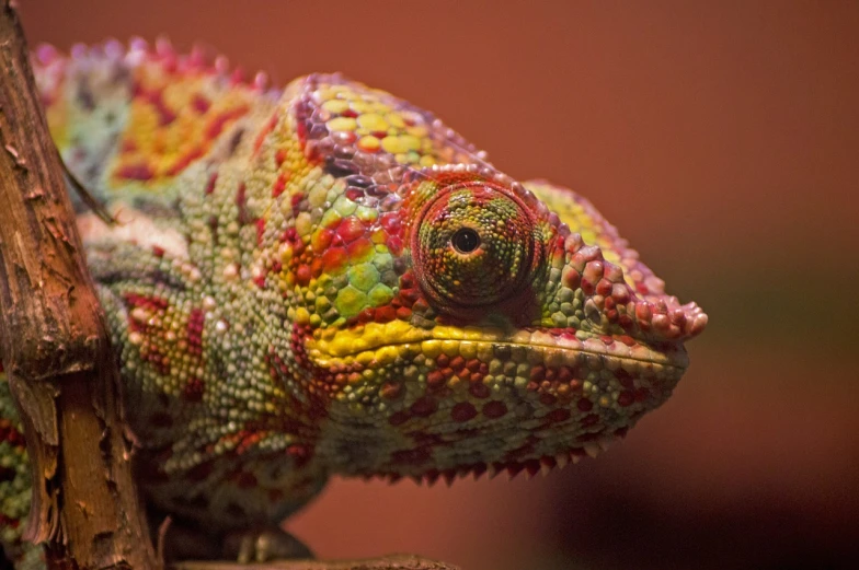 a close up of a colorful chamelon on a branch, a photo, renaissance, focused on neck, looking into the camera, very very very very detailed, red and orange colored