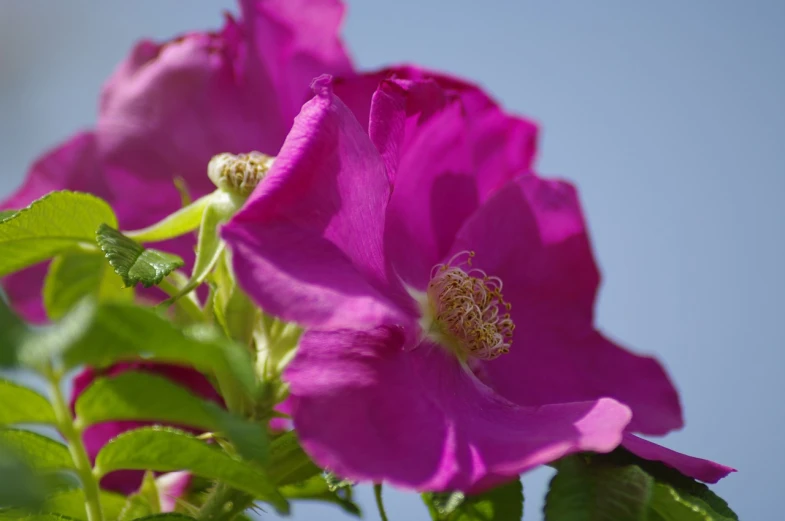 a close up of a pink flower with green leaves, by Jan Rustem, romanticism, blue sky, rosen maiden, purple, in a sunny day