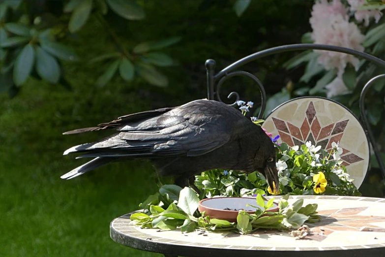 a black bird sitting on top of a table, pixabay, eating outside, high res photo, in garden, male with halo