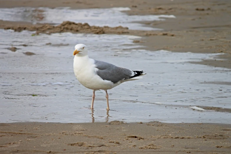 a seagull standing in shallow water on a beach, a portrait, by Jan Tengnagel, pixabay, silver eyes full body, high res photo, with his back turned, with a white muzzle
