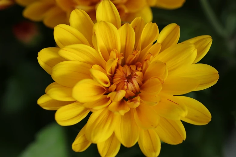 a close up of a yellow flower with green leaves, by Jan Rustem, flickr, chrysanthemum, close-up product photo, marigold flowers, beautiful flower