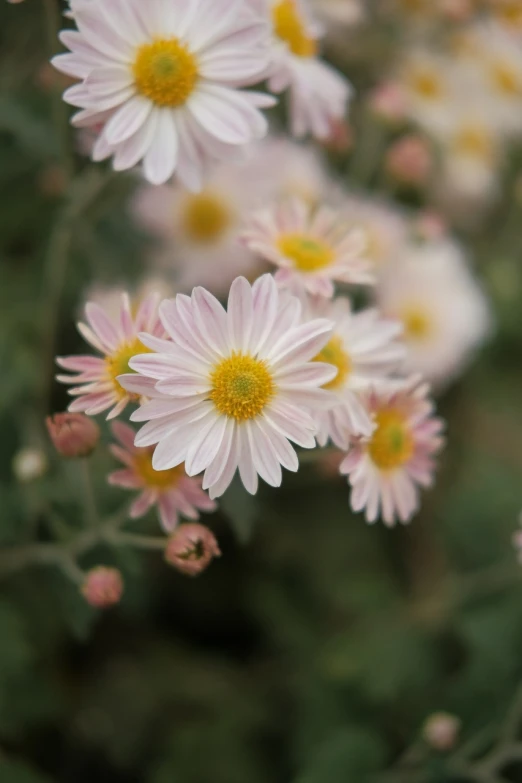 a bunch of white flowers with yellow centers, a picture, by Yasushi Sugiyama, light pink mist, 8 5 mm f 1. 2, autum, chamomile