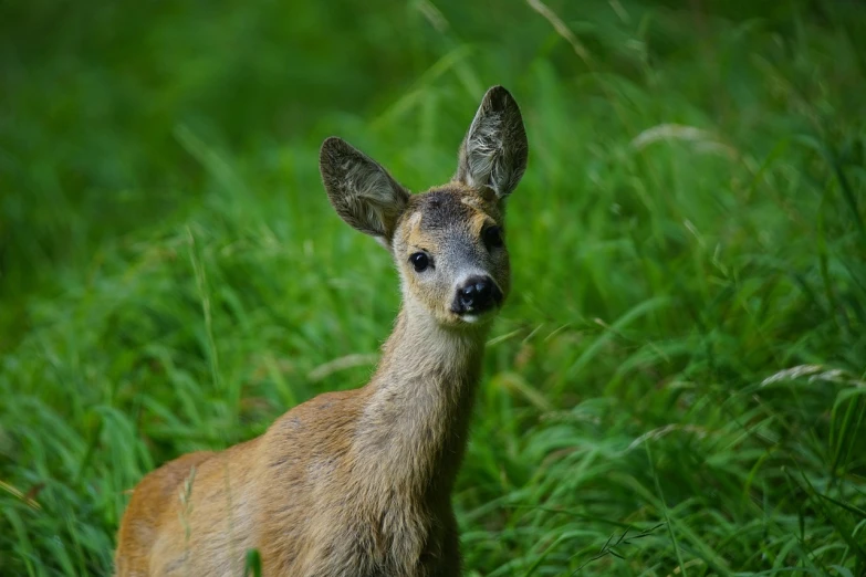 a deer that is standing in the grass, a picture, by Marten Post, shutterstock, young female, close - up photo, small ears, stock photo