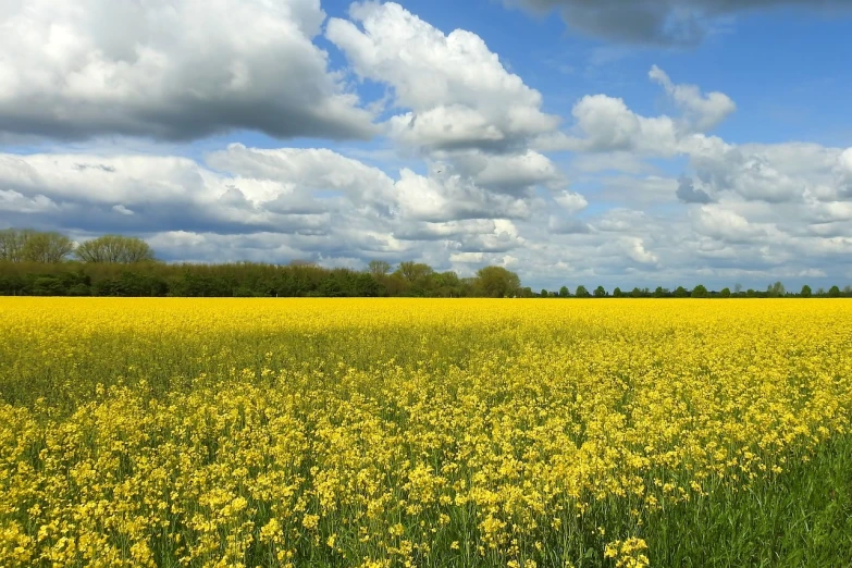 a field of yellow flowers under a cloudy blue sky, a photo, by Karl Völker, shutterstock, england, “puffy cloudscape, idyllic and fruitful land, very beautiful photo