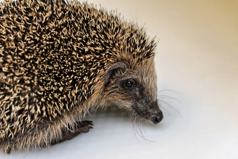 a close up of a small hedgehog on a white surface, renaissance, very sharp photo, with a white muzzle, close up shot from the side, detailed zoom photo