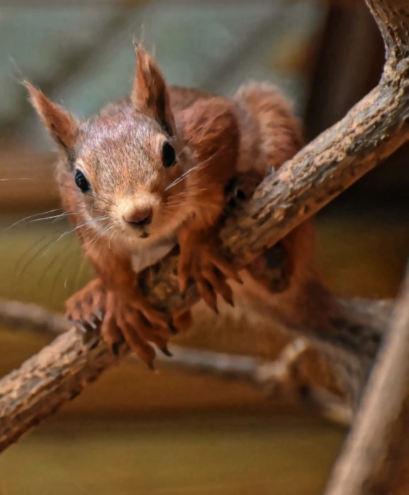 a close up of a squirrel on a tree branch, a portrait, by Edward Corbett, pexels contest winner, renaissance, reds, in a tree house, fierce expression 4k, highly detailed photo of happy