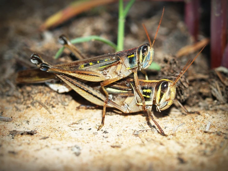 a couple of grasshoppers sitting on the ground, by Matthew D. Wilson, hurufiyya, rustic, australian, hunting, full res