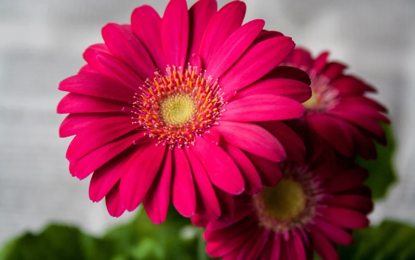 a close up of a pink flower with green leaves, by Anna Haifisch, pexels, photorealism, daisies, vibrant red, product photography 4 k, giant flowers