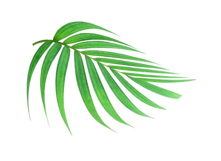 a close up of a palm leaf on a white background, an illustration of, hurufiyya, high quality product photo, programming, product introduction photo, children's