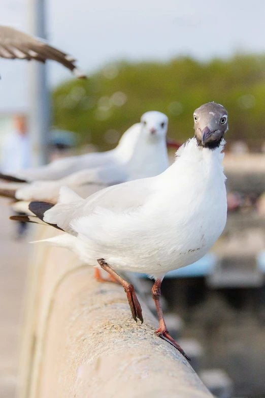 a group of birds sitting on top of a cement wall, a photo, seagull, looks at the camera, closeup photo, high res photo