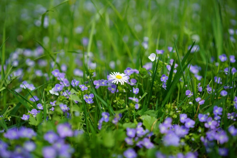 a field full of purple and white flowers, by Jacob Kainen, shutterstock, minimalism, green and blue, hiding in grass, one contrasting small feature, daisy