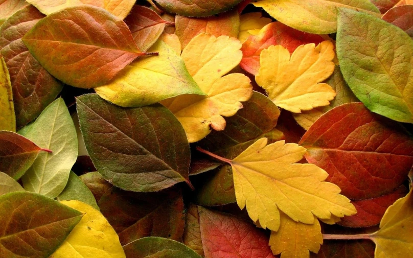 a bunch of different colored leaves laying on top of each other, a picture, beautiful iphone wallpaper, 4 0 9 6, yellow colors, wallpaper - 1 0 2 4