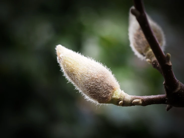 a close up of a flower bud on a tree branch, a macro photograph, naturalism, willow trees, on a dark background, modern high sharpness photo