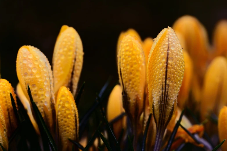 a bunch of yellow flowers with water droplets on them, a macro photograph, by Dietmar Damerau, spores, orange grass, snap traps of dionaea muscipula, 4k detail