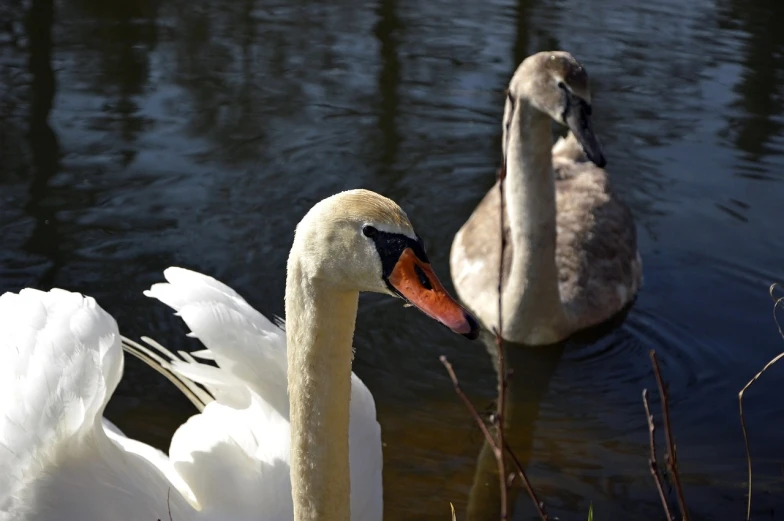 two swans swimming in a body of water, a picture, reportage photo, warm spring, smirking, mid shot photo