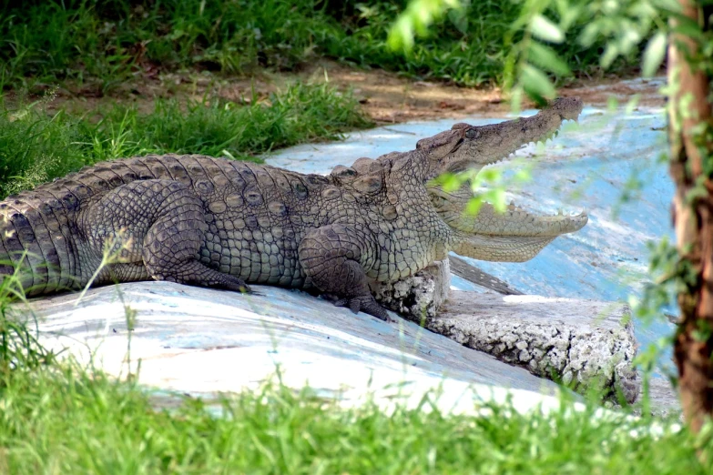 a large crocodile laying on top of a rock, a picture, back yard, cooling, reclining, family friendly