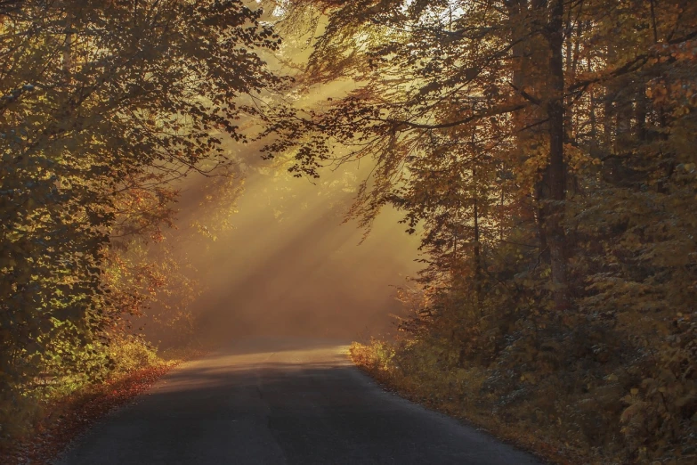 the sun shines through the trees on the road, a picture, by Julian Allen, romanticism, phone background, autumn forest, god - rays, benjamin vnuk