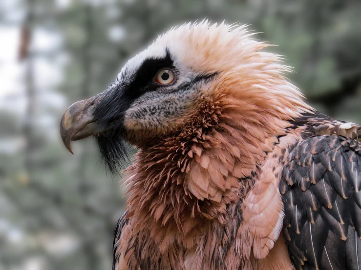 a close up of a bird of prey, a pastel, by Dietmar Damerau, shutterstock, new mexico, zoo photography, portrait of rugged zeus, ruffles