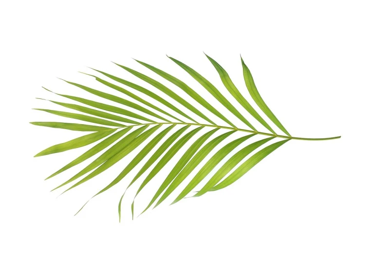 a close up of a palm leaf on a white background, a stock photo, by Pamela Drew, art deco, flat lay, -h 1024, high quality product photo, leaves foliage and stems