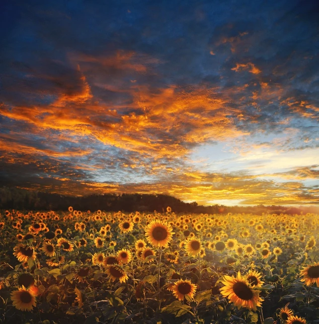 a field of sunflowers with a sunset in the background, inspired by Phil Koch, romanticism, award - winning photo. ”