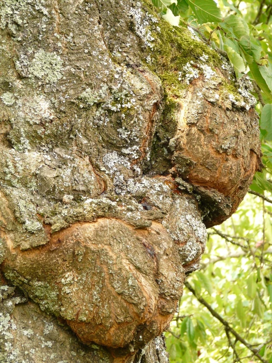 a close up of a tree trunk with moss on it, by Jan Rustem, flickr, naturalism, huge ladybug motherships, puffballs, viewed from a distance, conglomerate