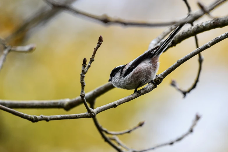 a small bird sitting on top of a tree branch, a photo, gushy gills and blush, in the autumn forest, high resolution and detail, photo from behind