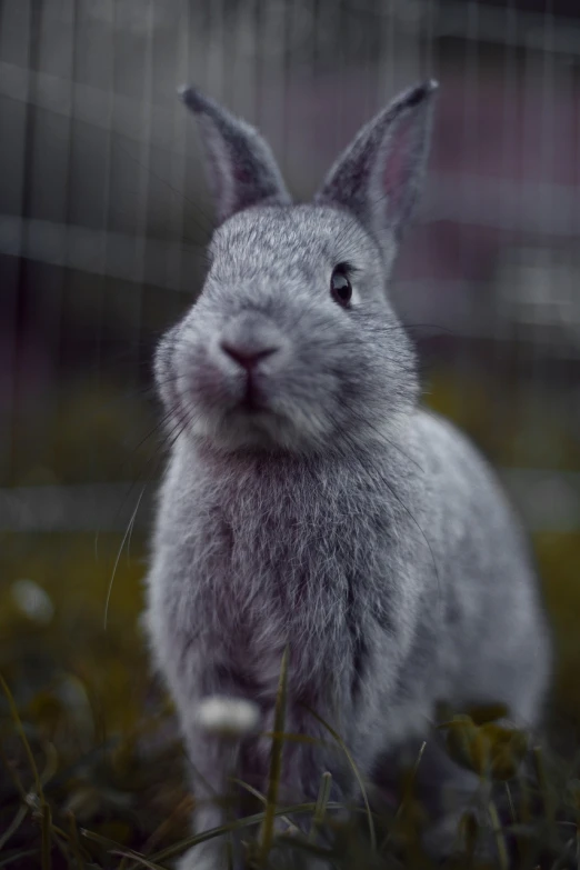 a close up of a rabbit in a cage, by Jakob Gauermann, pexels contest winner, pure grey fur, realistic footage, post processed 4k, in the grass