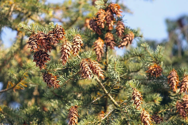 a close up of a bunch of pine cones on a tree, by Joseph von Führich, pexels, hurufiyya, brood spreading, on a sunny day, фото девушка курит, 🦩🪐🐞👩🏻🦳