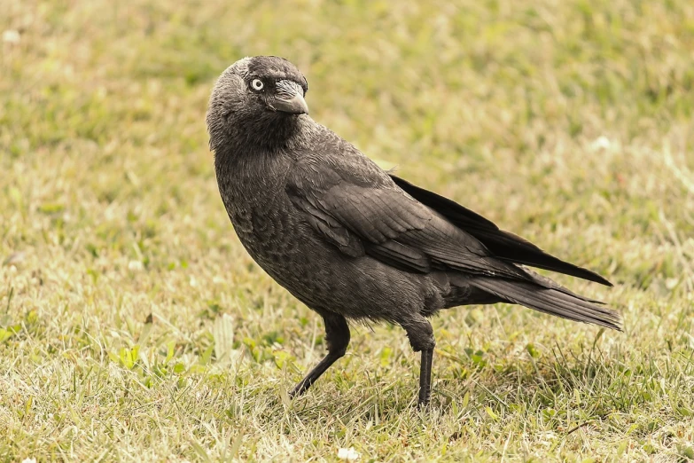 a black bird standing on top of a grass covered field, a portrait, renaissance, evil standing smiling pose, high res photo, large grey eyes, crouching