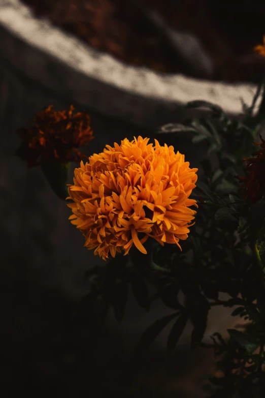 a close up of a flower in a pot, a macro photograph, pexels, vanitas, marigold flowers, ominous beautiful mood, orange fluffy belly, cinematic photo