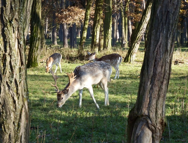 a herd of deer standing on top of a lush green field, a photo, baroque, in the autumn forest, kodak photo