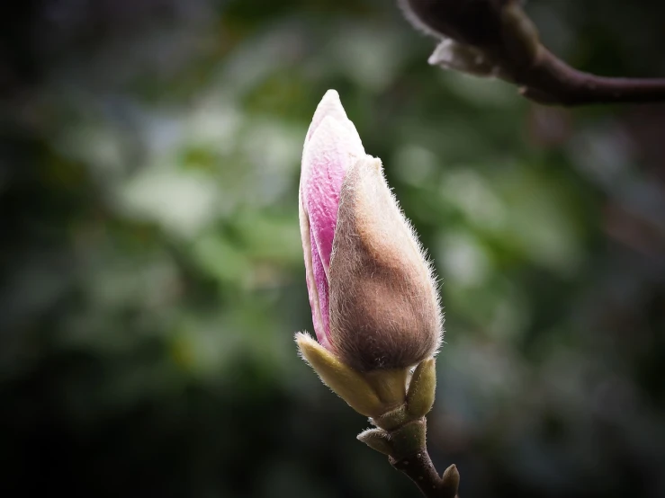 a close up of a flower bud on a tree, a macro photograph, renaissance, magnolia, very sharp photo, modern high sharpness photo