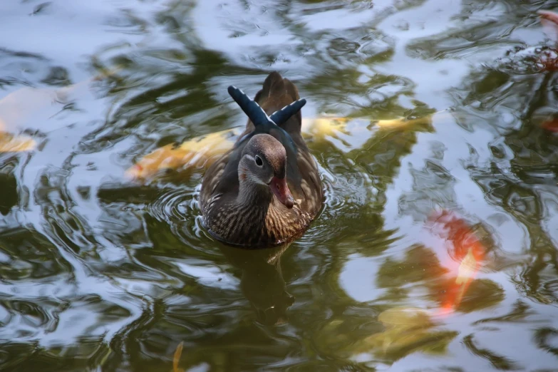 a duck that is swimming in some water, flickr, hurufiyya, having a snack, bow, anna nikonova, tx