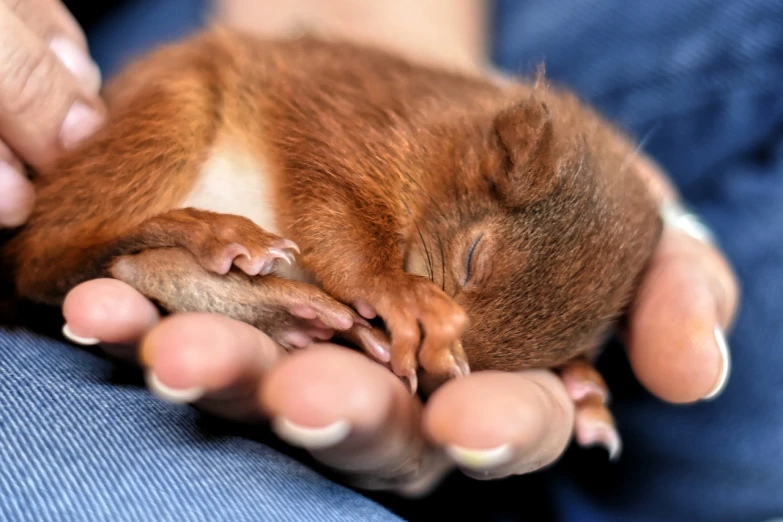 a close up of a person holding a small animal, by Julia Pishtar, shutterstock, fetus, squirrel, sleeping, 4 k post