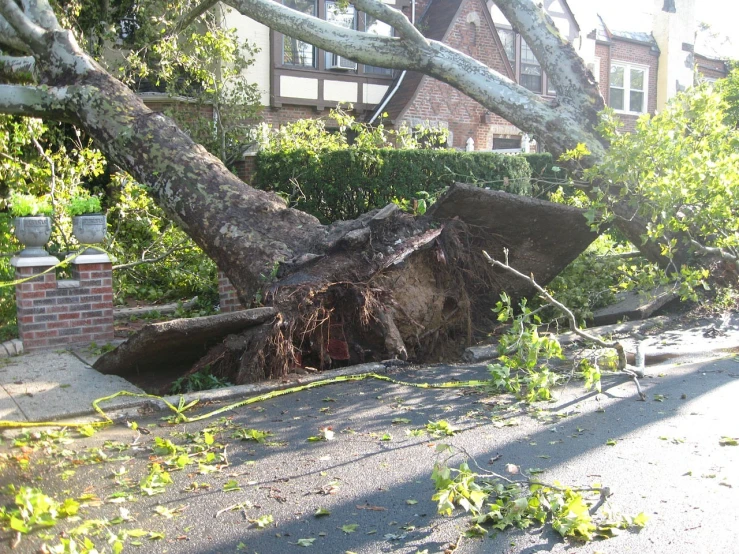 a tree that has fallen over in front of a house, auto-destructive art, setoff, arbor, upon a peak in darien, outdoor photo