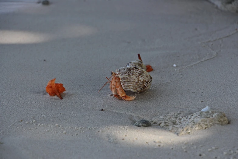 a couple of shells sitting on top of a sandy beach, tiger - crab creature, sheltering under a leaf, candid shot, walking