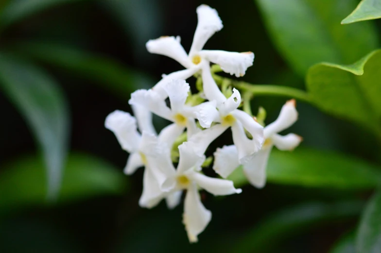 a close up of a bunch of white flowers, a macro photograph, by Phyllis Ginger, hurufiyya, jasmine, sri lanka, bells, smooth tiny details